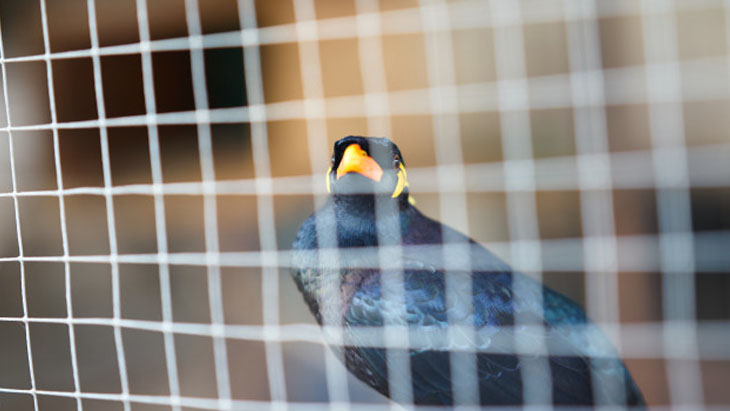 Anti Bird Nets Motion-nagar