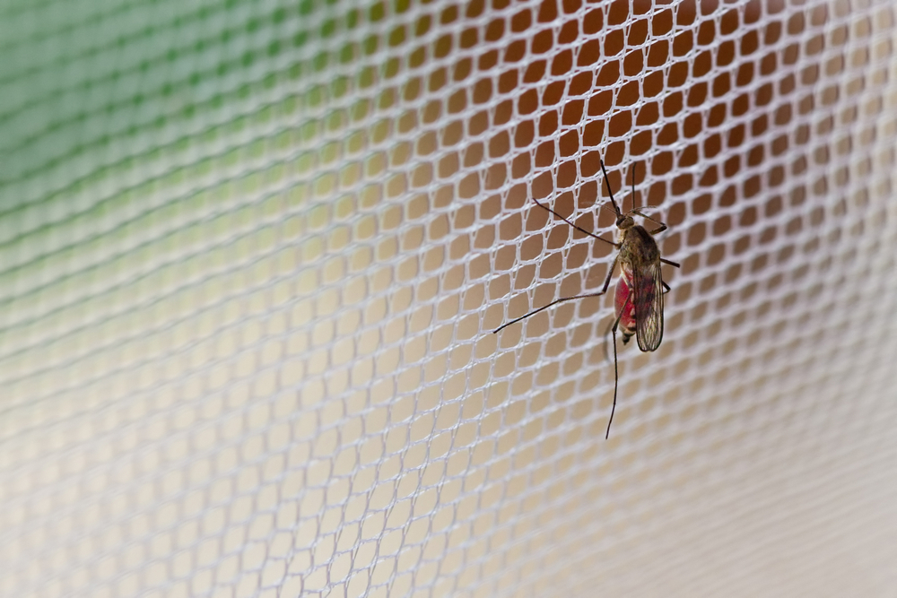 Mosquitos Nets  in yacharam